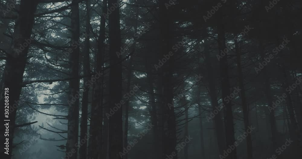 Walking Inside A Scary Mystical Dark Foggy Forest.Gimbal steadicam movement as we walk in or past a fairy tale like forest with tall fir trees in heavy fog and mist.10 bit 4:2:2 Walking Inside A Scary Mystical Dark Foggy Forest.Gimbal steadicam movement as we walk in or past a fairy tale like forest with tall fir trees in heavy fog and mist.10 bit 4:2:2