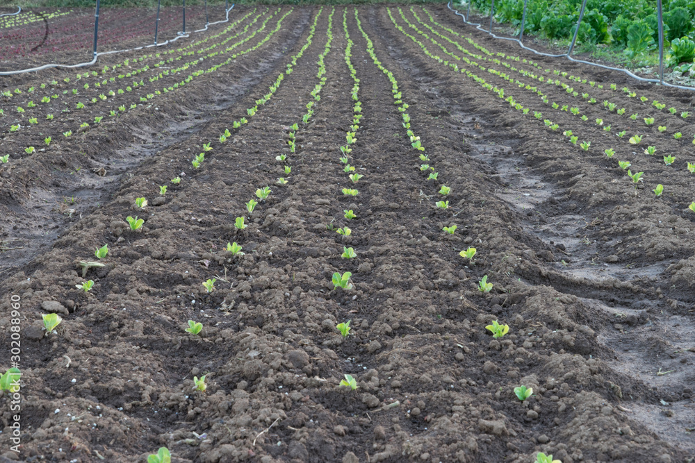 Lettuce row Lettuce row
