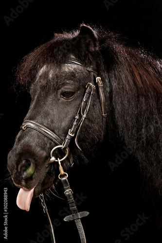 Fototapeta Naklejka Na Ścianę i Meble -  pony stick out tongue on black background
