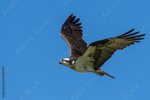 Osprey flying with wings outstretched