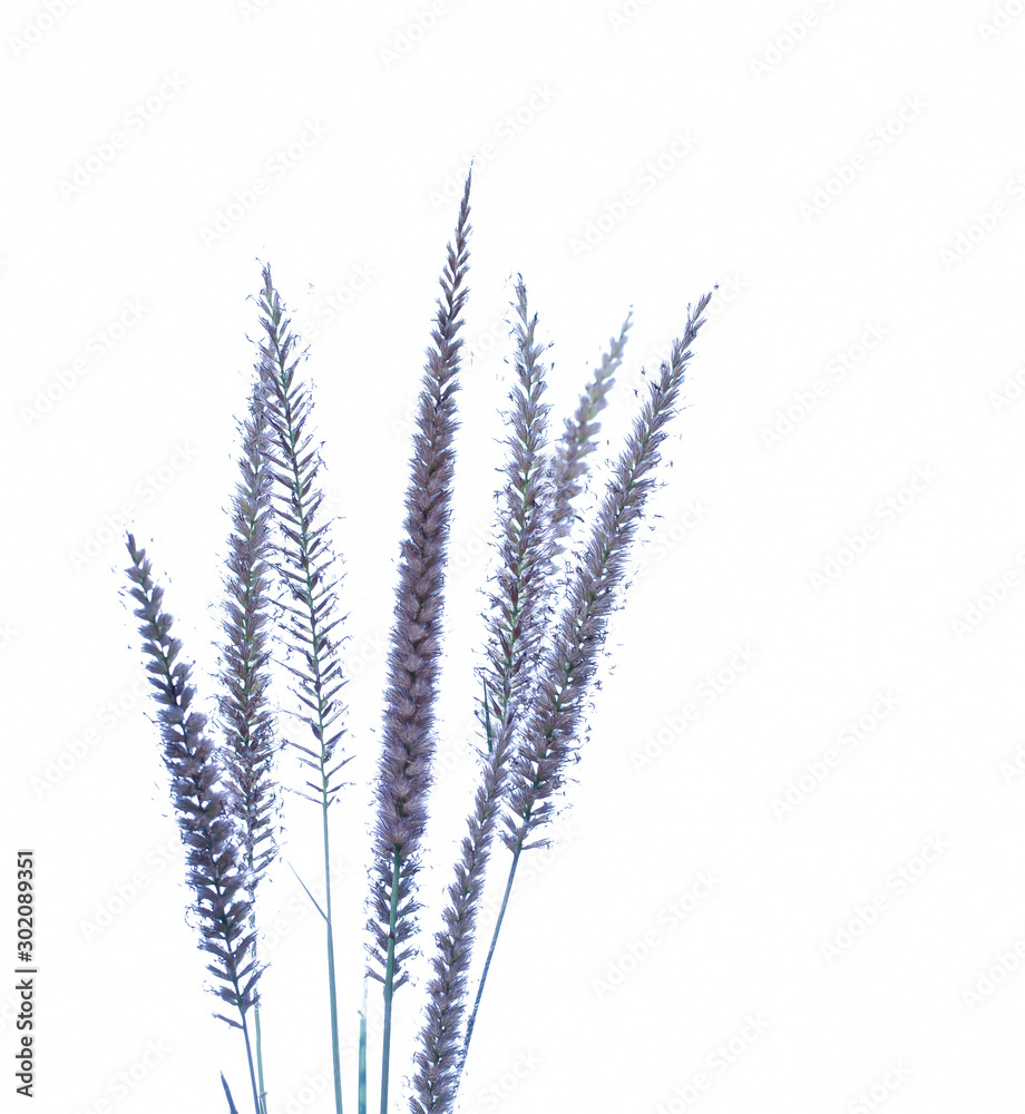 Fototapeta premium beautiful grass flower at white back ground