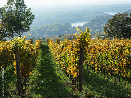 Autumn vineyard over the Danube River. Slovakia, October 17, 2019.