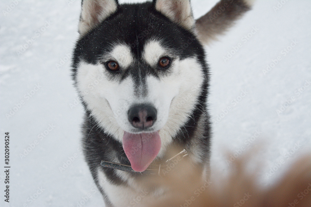 muzzle close - up of young husky, dog with tongue sticking out