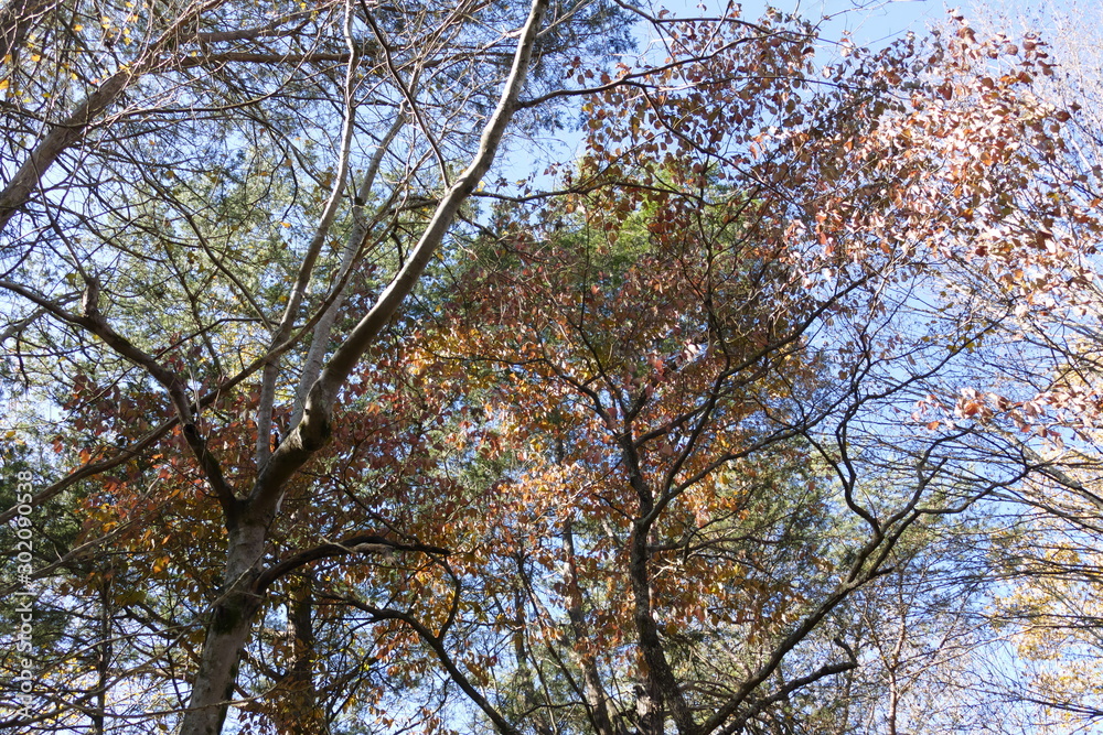 autumn woods scene autumn woods scene