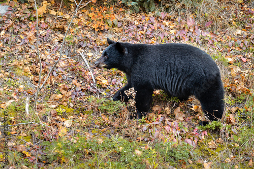 A black bear forages for food on a hill