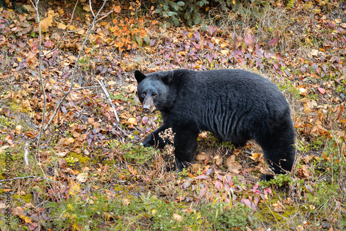 A black bear looks to camera while foraging for food