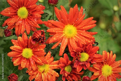 Closeup orange Crysanthemum (Mums) flower blooming with raindrops in the garden background, Autumn in Georgia USA.