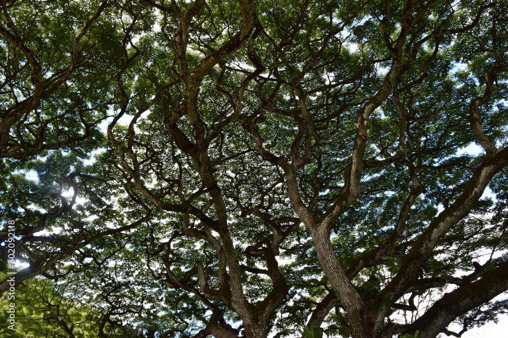 Waimea Valley Tree Waimea Valley Tree