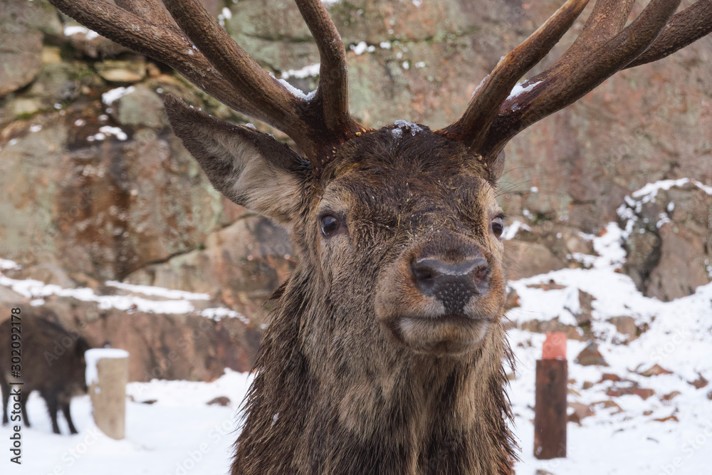 Fototapeta premium A large elk in the woods 