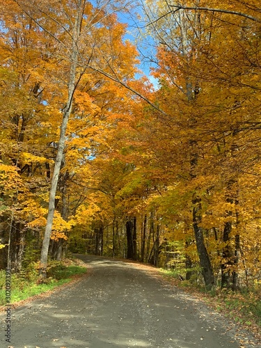 road in autumn forest