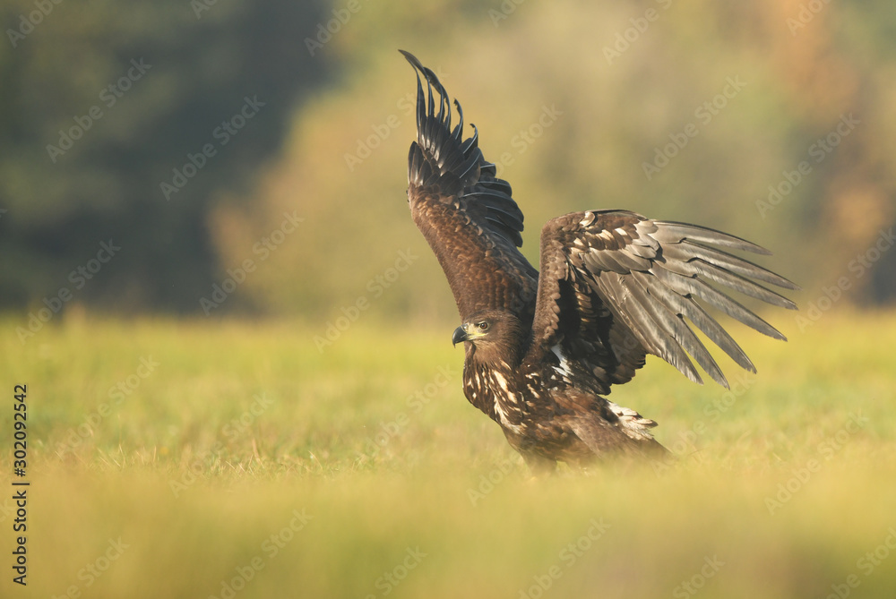 Fototapeta premium White tailed eagle (Haliaeetus albicilla)