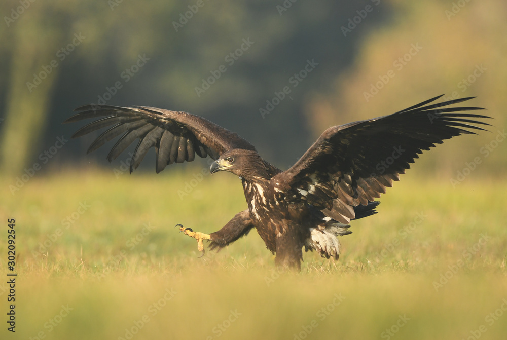 Obraz premium White tailed eagle (Haliaeetus albicilla)
