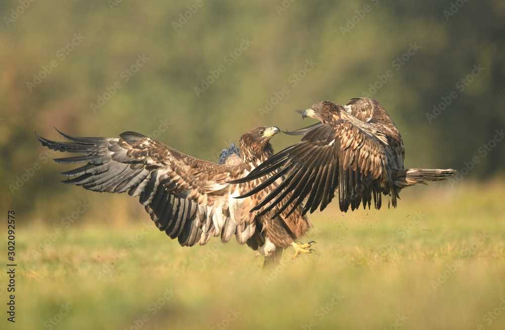 Obraz premium White tailed eagle (Haliaeetus albicilla)