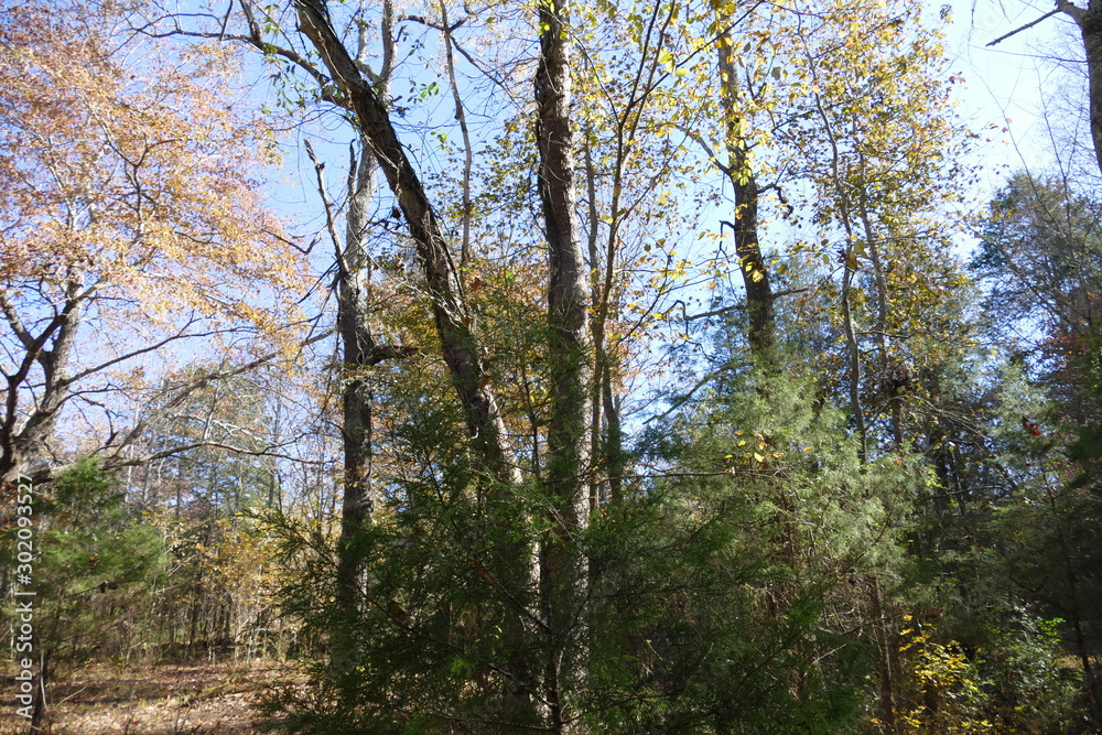 Obraz premium autumn trees