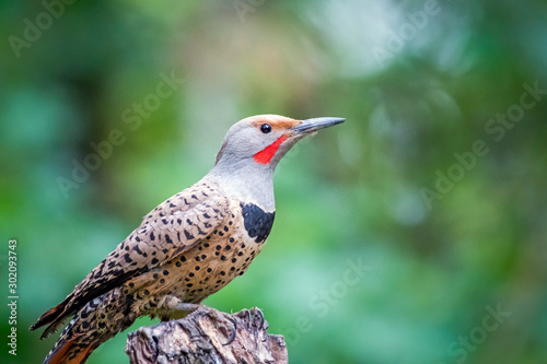 Картината върху платно Male red-shafted northern flicker perched on tree stump