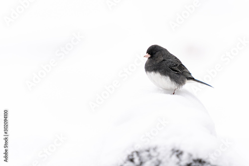 Closeup of a bird in winter