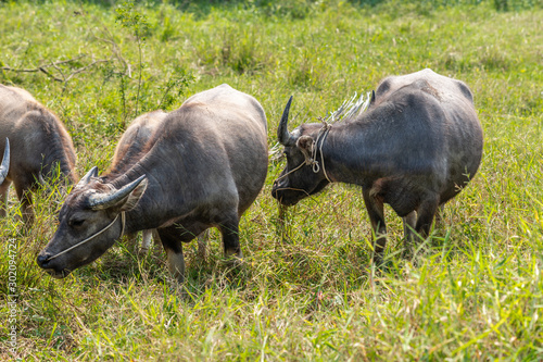 Nha Trang, Vietnam - March 11, 2019: Phuoc Trach rural neighborhood. closeup of dark brown buffaloes standing in green meadow. photo