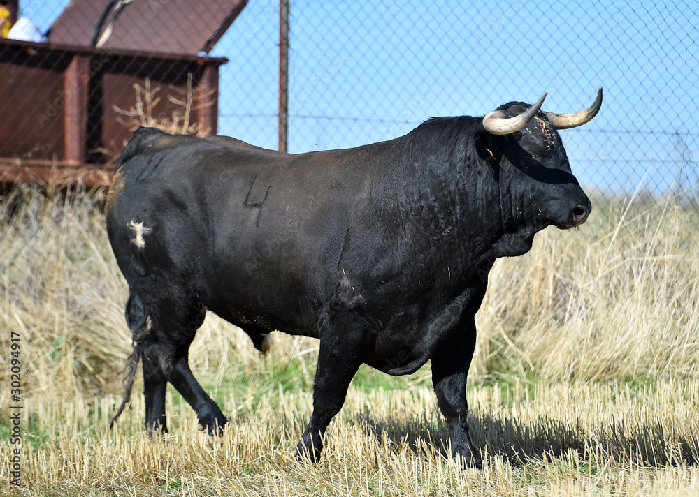 toro negro español con grandes cuernos toro negro español con grandes cuernos
