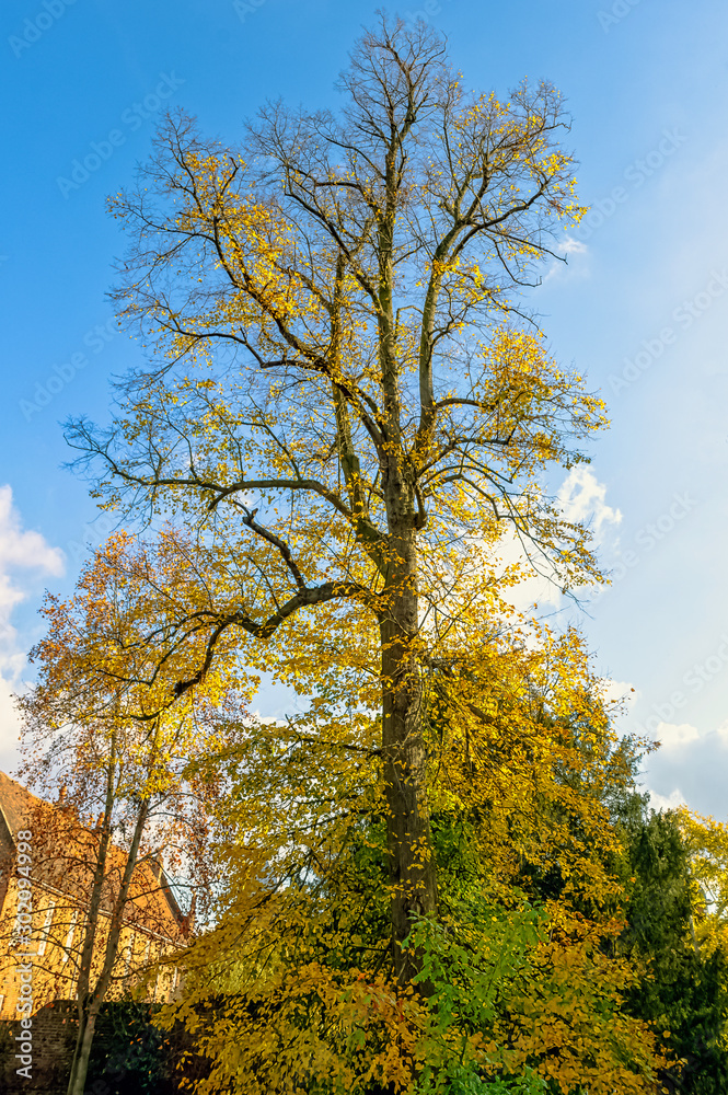Autumn in British park - Osterley, Isleworth, London, United Kingdom Autumn in British park - Osterley, Isleworth, London, United Kingdom