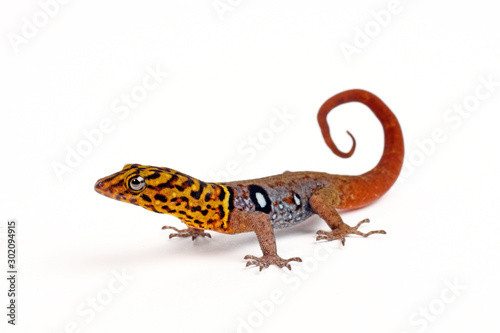 Augenfleck Gecko / Augenfleck Zwerggecko (Gonatodes ocellatus) - eyespot gecko photo