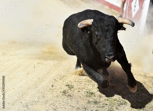 toro negro español en un espectaculo de toreo
