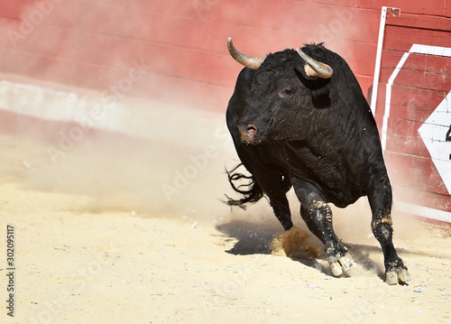 toro negro español en un festejo popular