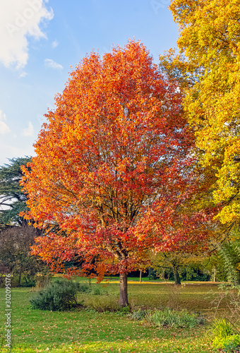Autumn in British park - Osterley, Isleworth, London, United Kingdom