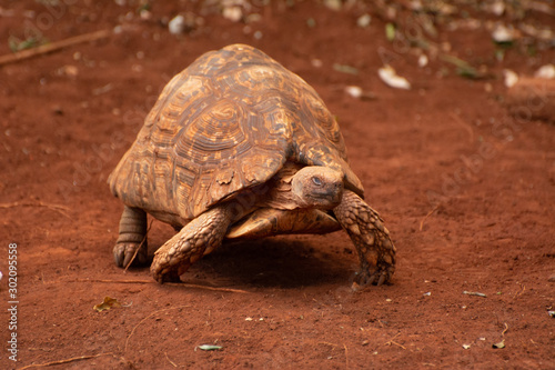 tortoise on a dirt path