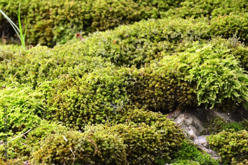 fresh moss in a rock