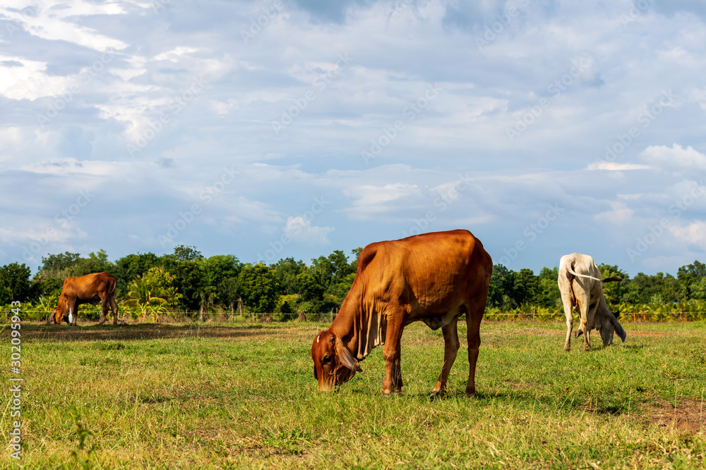 Brown and white cows grazing on grass. Brown and white cows grazing on grass.