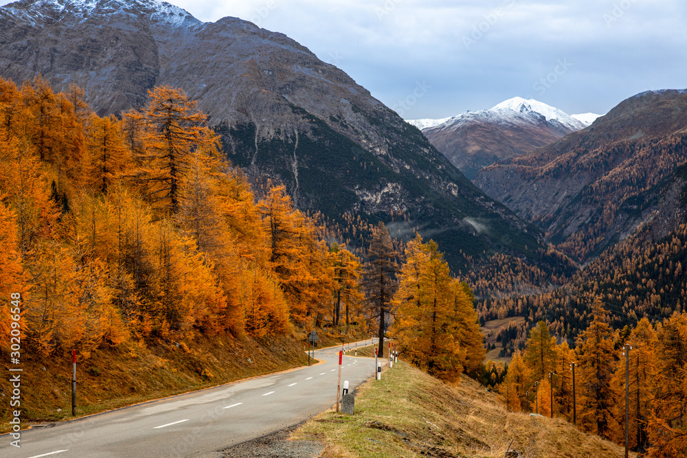 Fototapeta premium Herbst am Silser See mit seinen farbigen Lärchen im Engadin in der Schweiz