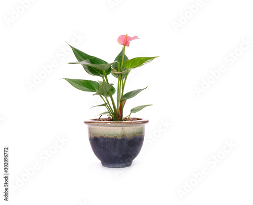 Anthurium flower in pot isolated on white background. Anthurium is a flowering plants. General common names include anthurium  tailflower  flamingo flower  and laceleaf.
