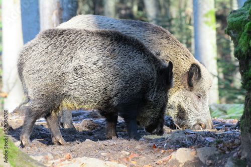 wildschwein photo