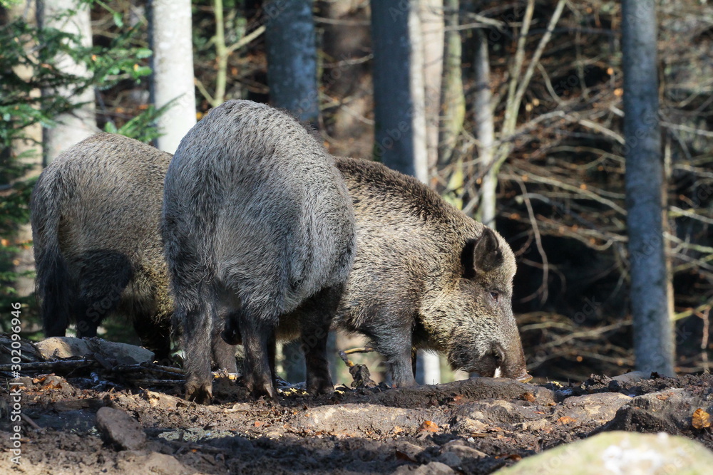 wildschwein