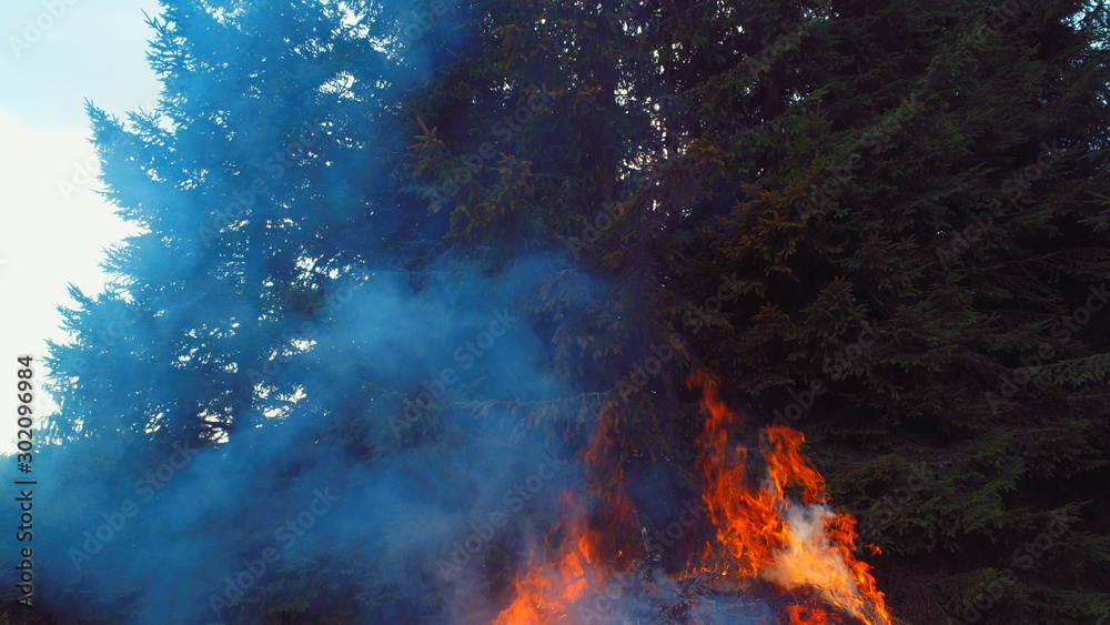 fire flames starting to ignite try branches in dry forest aerial drone fire flames starting to ignite try branches in dry forest aerial drone