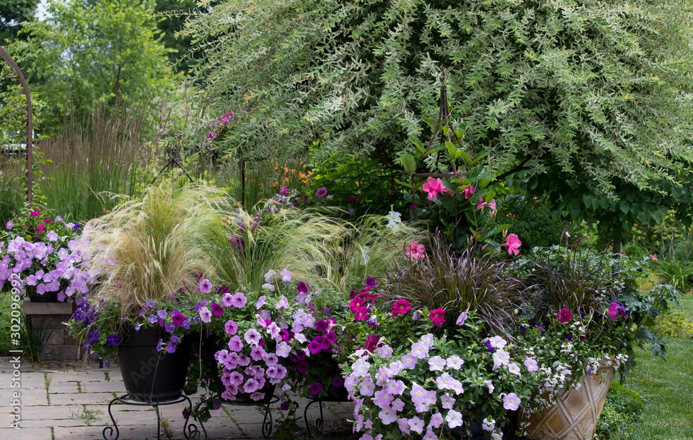 Colorful variety of cool colored petunias, pink and lavender are the focal point of this tranquil backyard garden. Greenery includes Japanese willow tree and Mexican feather grass. 