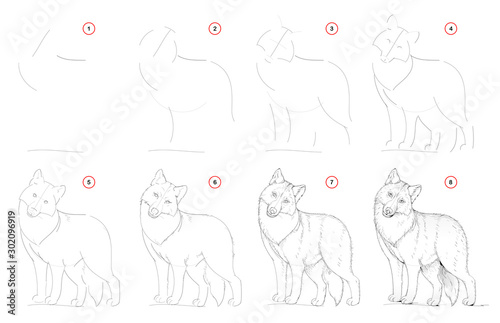 How to draw from nature step by step sketch of cute wolf. Creation step-wise pencil drawing. Educational page for artists. School textbook for developing artistic skills. Hand-drawn vector image.