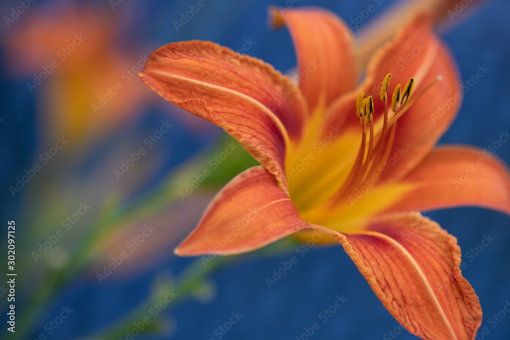 orange daylily on a blurred blue background orange daylily on a blurred blue background