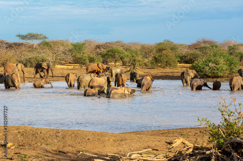 Photography red elephants at a watering hole in kenya