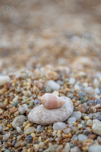 Shell on a pubble in a beach
