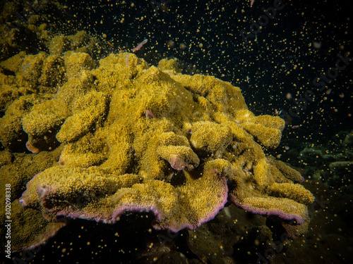 Bild auf Leinwand Acropora coral spawning on Magnetic Island