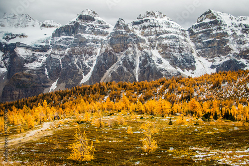 Canvas-taulu Larch valley in Lake Louise in Banff national park, Canada