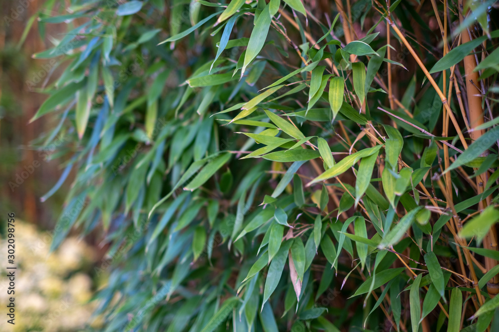 Bamboo Leaves Are Turning Yellow