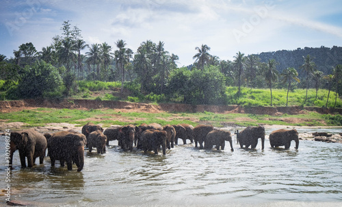 Asian elephants walking in a river near the village of Pinnawala.