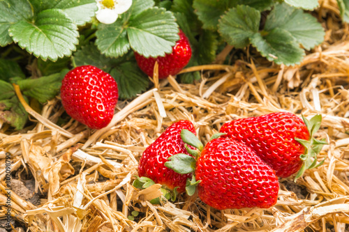 detail of ripe strawberries with strawberry plant in organic garden