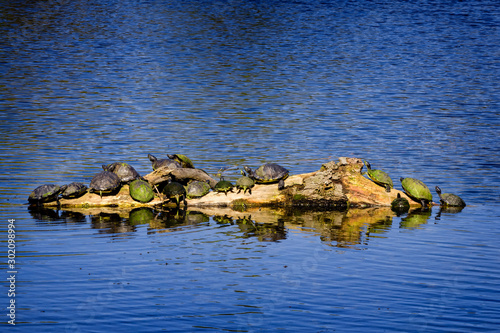 Turtles gathered on log