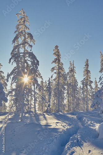 Winter. Kolyma. The rays of the sun break through the snowy branches of larch