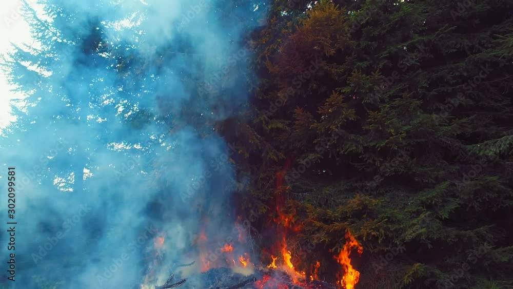 fire flames starting to ignite try branches in dry forest aerial drone fire flames starting to ignite try branches in dry forest aerial drone