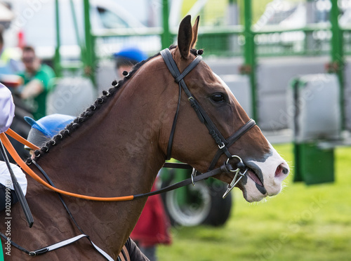 Close up portrait of a race horse waiting to enter the starting gate