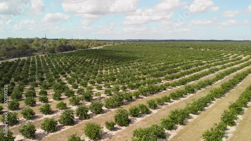 aerial view of orange grove in Florida